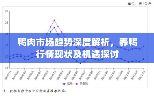 鸭肉市场趋势深度解析，养鸭行情现状及机遇探讨