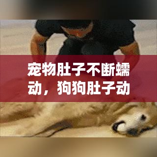 宠物肚子不断蠕动，狗狗肚子动的很厉害 