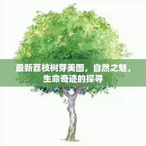 最新荔枝树芽美图，自然之魅，生命奇迹的探寻