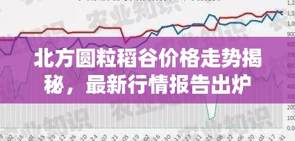 北方圆粒稻谷价格走势揭秘，最新行情报告出炉