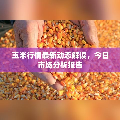 玉米行情最新动态解读，今日市场分析报告