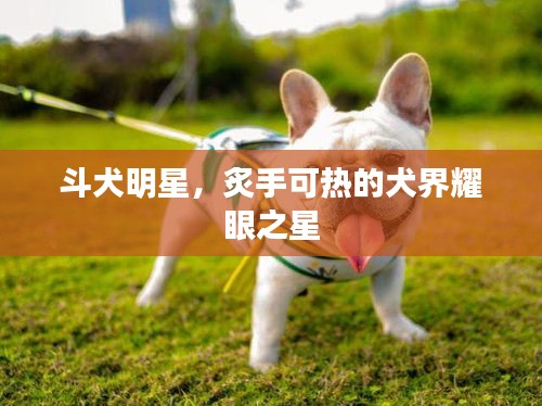 斗犬明星，炙手可热的犬界耀眼之星