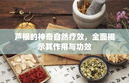 芦根的神奇自然疗效，全面揭示其作用与功效