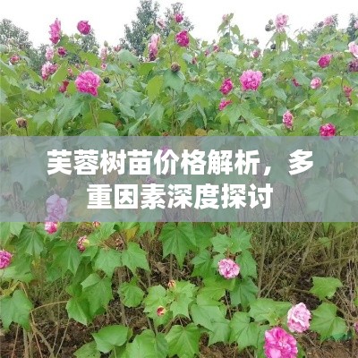 芙蓉树苗价格解析，多重因素深度探讨