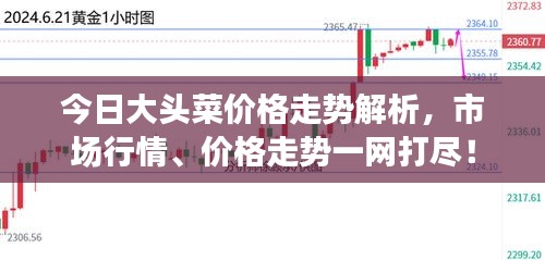 今日大头菜价格走势解析，市场行情、价格走势一网打尽！