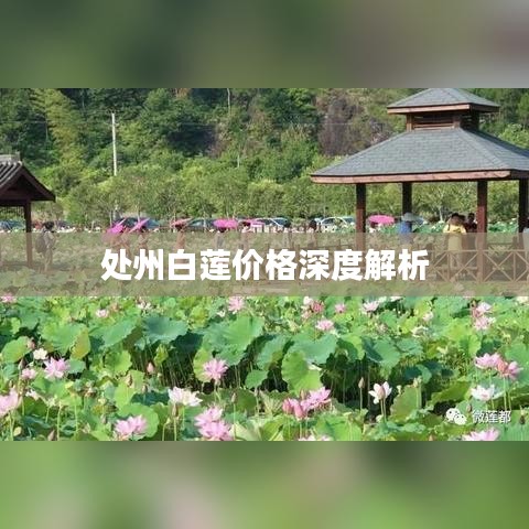 处州白莲价格深度解析