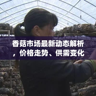 香菇市场最新动态解析，价格走势、供需变化一网打尽