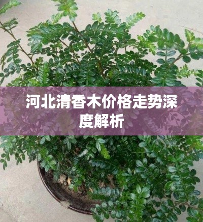 河北清香木价格走势深度解析