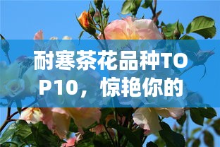 耐寒茶花品种TOP10，惊艳你的眼球！