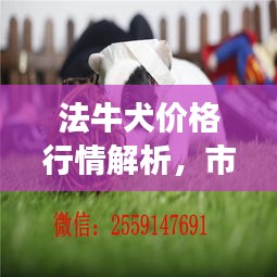 法牛犬价格行情解析，市场行情、选购须知一网打尽！