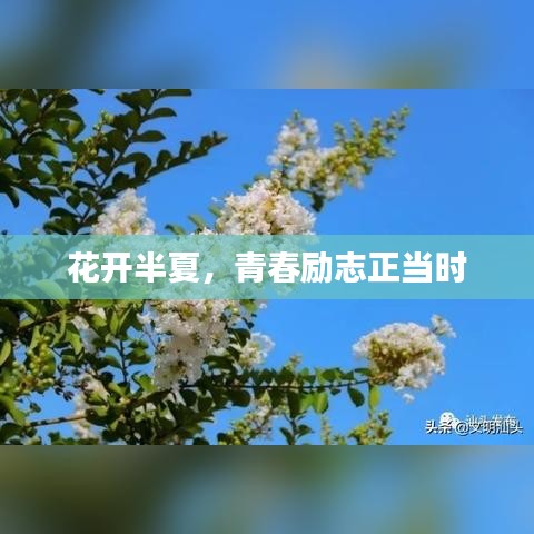 花开半夏，青春励志正当时