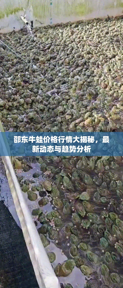 邵东牛蛙价格行情大揭秘，最新动态与趋势分析