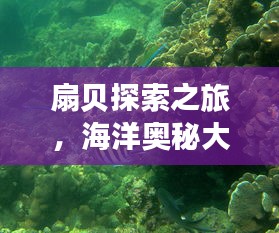 扇贝探索之旅，海洋奥秘大揭秘！