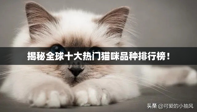 揭秘全球十大热门猫咪品种排行榜！