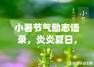 小暑节气励志语录，炎炎夏日，激发无限潜能！