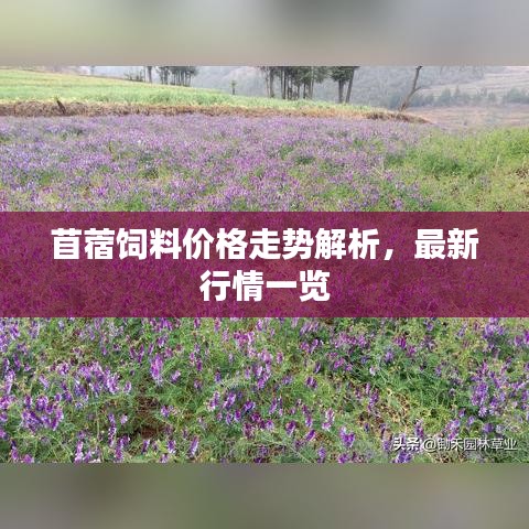 苜蓿饲料价格走势解析，最新行情一览