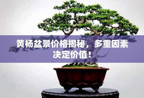 黄杨盆景价格揭秘，多重因素决定价值！