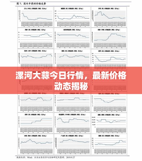 漯河大蒜今日行情，最新价格动态揭秘