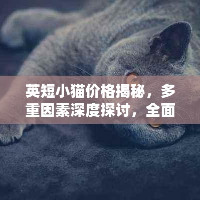 英短小猫价格揭秘，多重因素深度探讨，全面了解养猫成本！