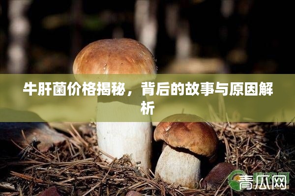 牛肝菌价格揭秘，背后的故事与原因解析