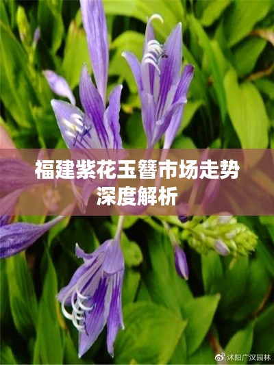 福建紫花玉簪市场走势深度解析