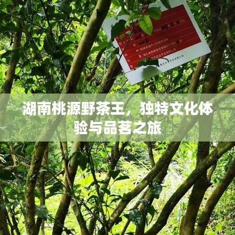 湖南桃源野茶王，独特文化体验与品茗之旅