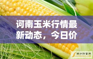 诃南玉米行情最新动态，今日价格分析与趋势预测