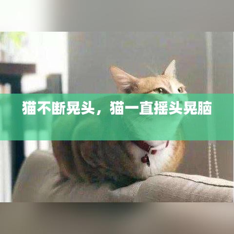 猫不断晃头，猫一直摇头晃脑 