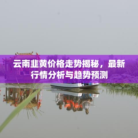 云南韭黄价格走势揭秘，最新行情分析与趋势预测